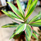 Cordyline KIWI