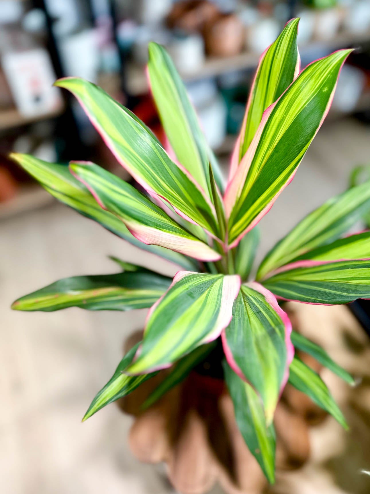 Cordyline KIWI