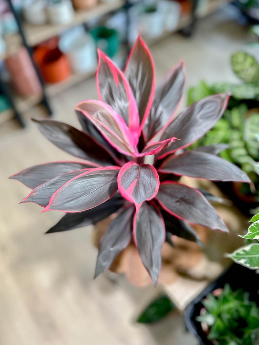 Cordyline TANGO
