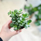 Crassula ovata MINOR