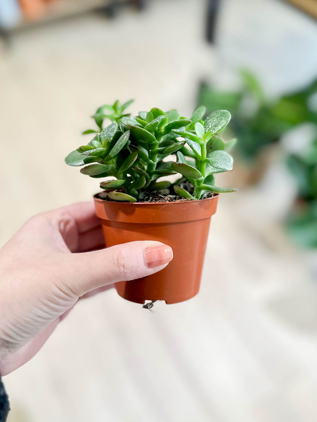 Crassula ovata MINOR