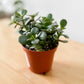 Crassula ovata MINOR