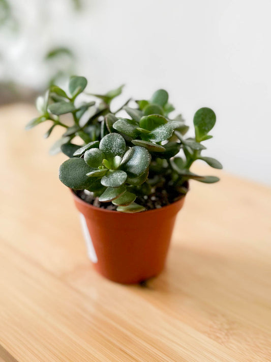 Crassula ovata MINOR