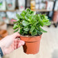 Crassula ovata SUNSET