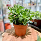 Crassula ovata SUNSET