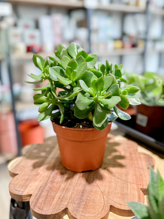 Crassula ovata SUNSET