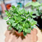 Crassula ovata SUNSET