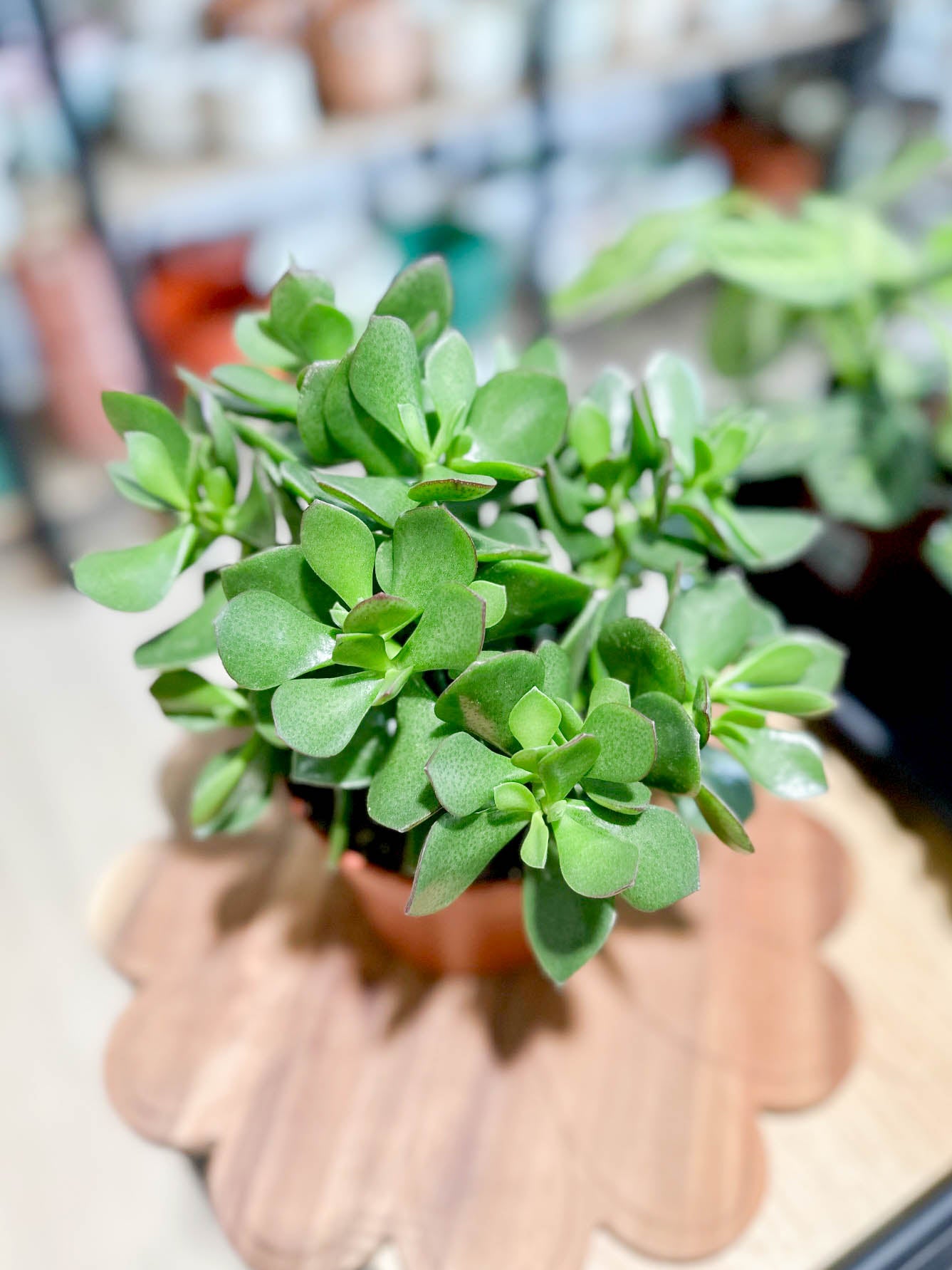 Crassula ovata SUNSET