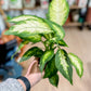 Dieffenbachia CAMILLA