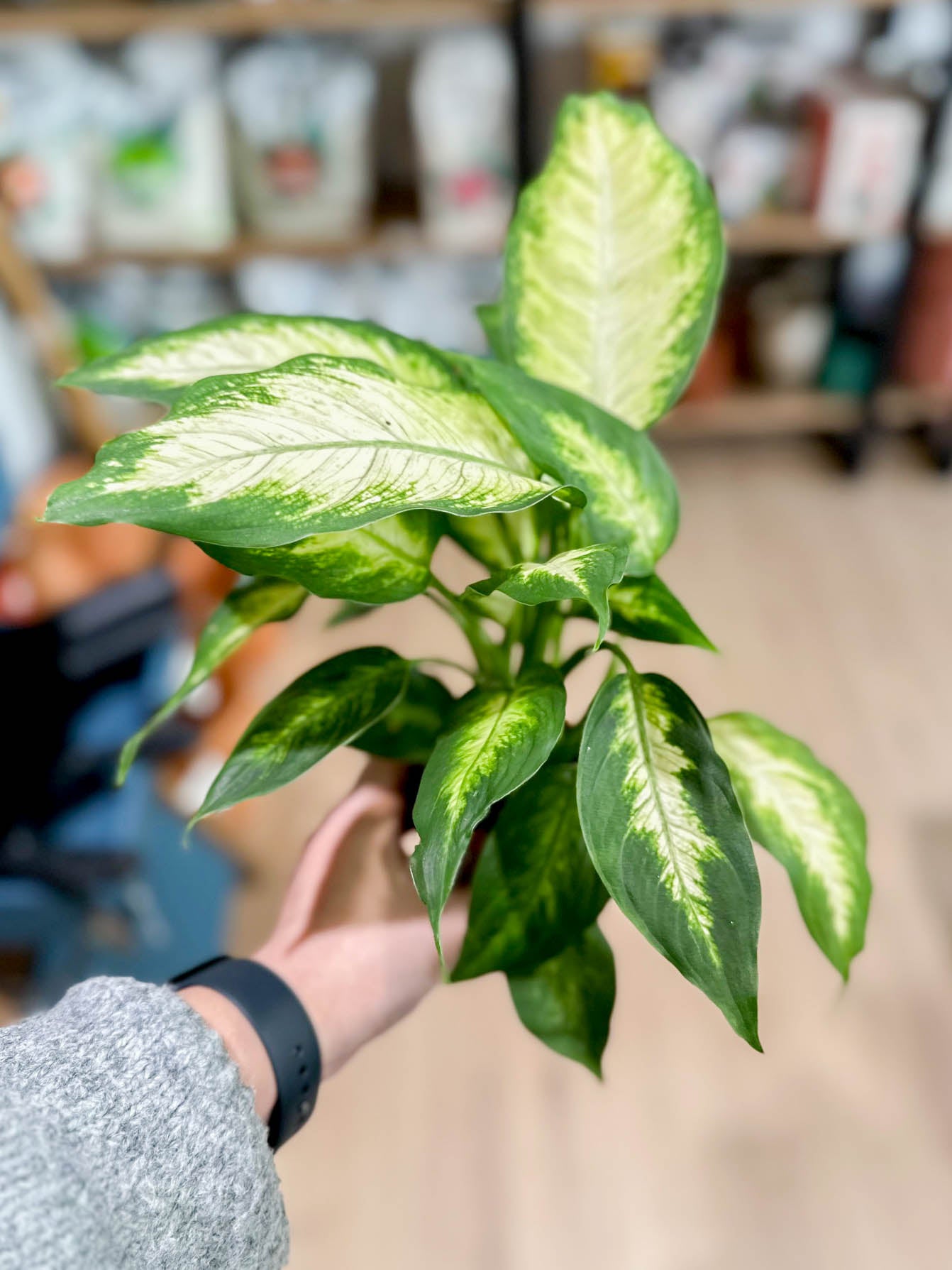 Dieffenbachia CAMILLA