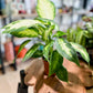 Dieffenbachia CAMILLA