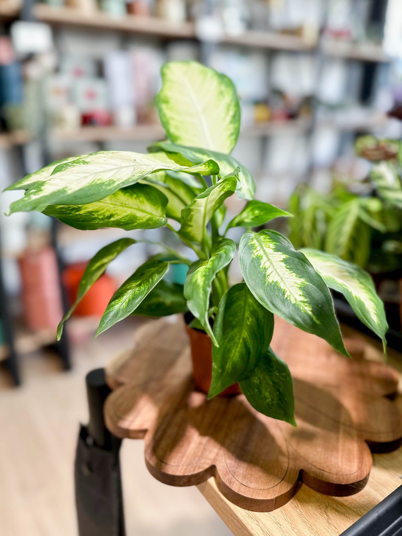 Dieffenbachia CAMILLA