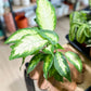 Dieffenbachia CAMILLA
