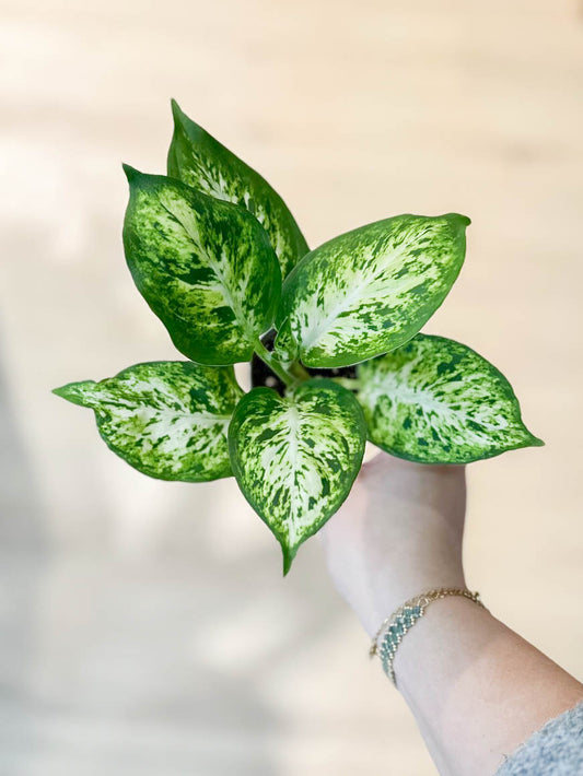 Dieffenbachia MACULATA