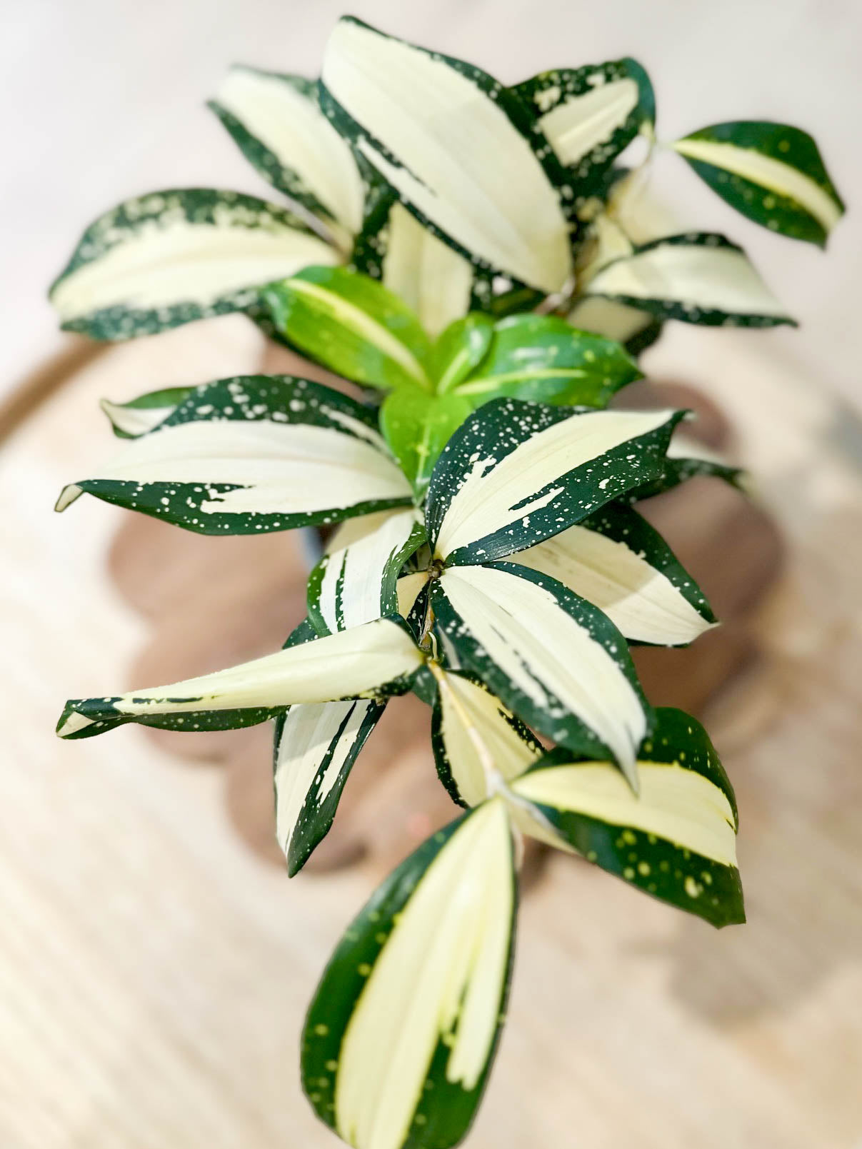 Dracaena MILKY WAY