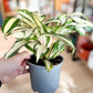 Dracaena MILKY WAY