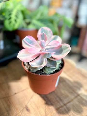 Echeveria RAINBOW
