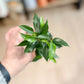 Ficus Benjamina NATASJA