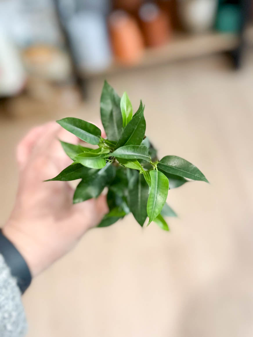 Ficus Benjamina NATASJA