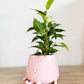 Ficus Benjamina NATASJA