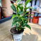 Ficus Benjamina NATASJA