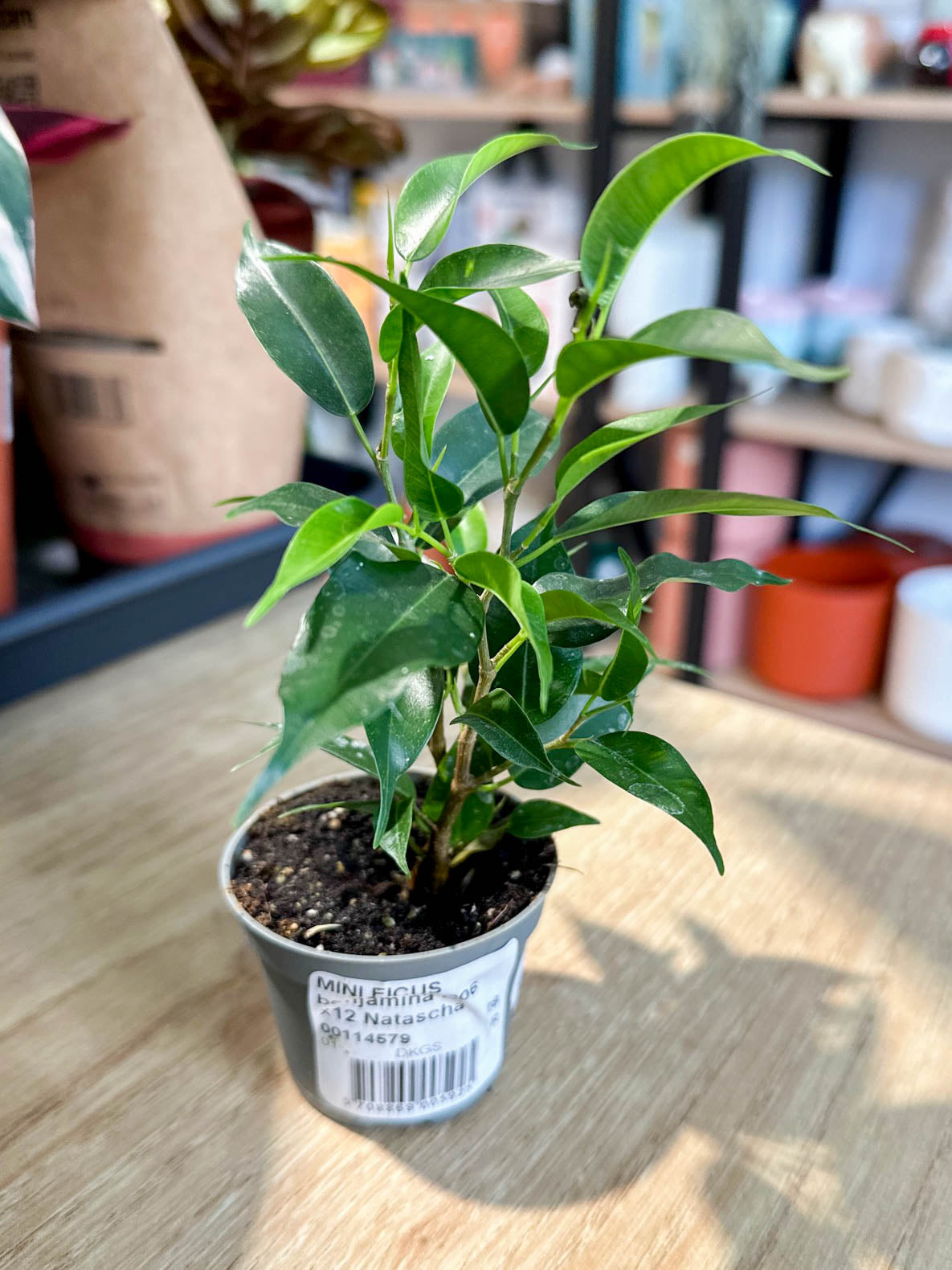 Ficus Benjamina NATASJA