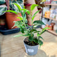 Ficus Benjamina NATASJA