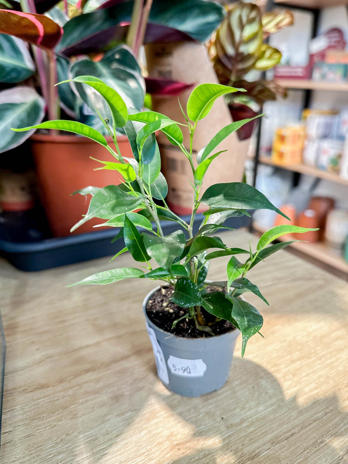 Ficus Benjamina NATASJA