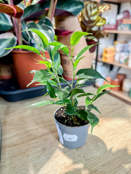 Ficus Benjamina NATASJA