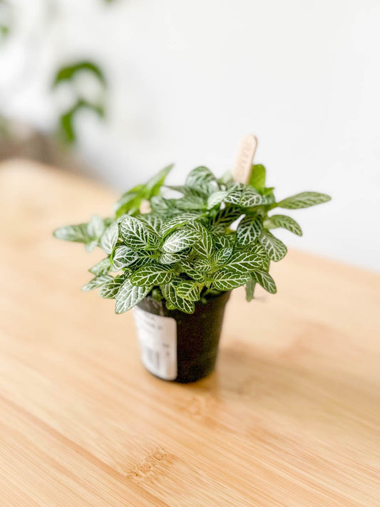 FITTONIA