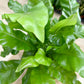 Fougère ASPLENIUM