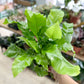 Fougère ASPLENIUM