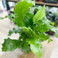 Fougère ASPLENIUM