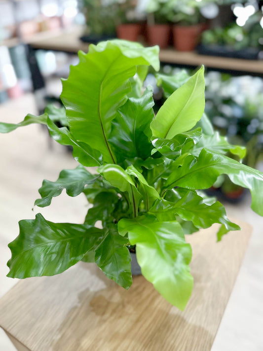 Fougère ASPLENIUM