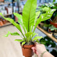 Asplenium NIDUS