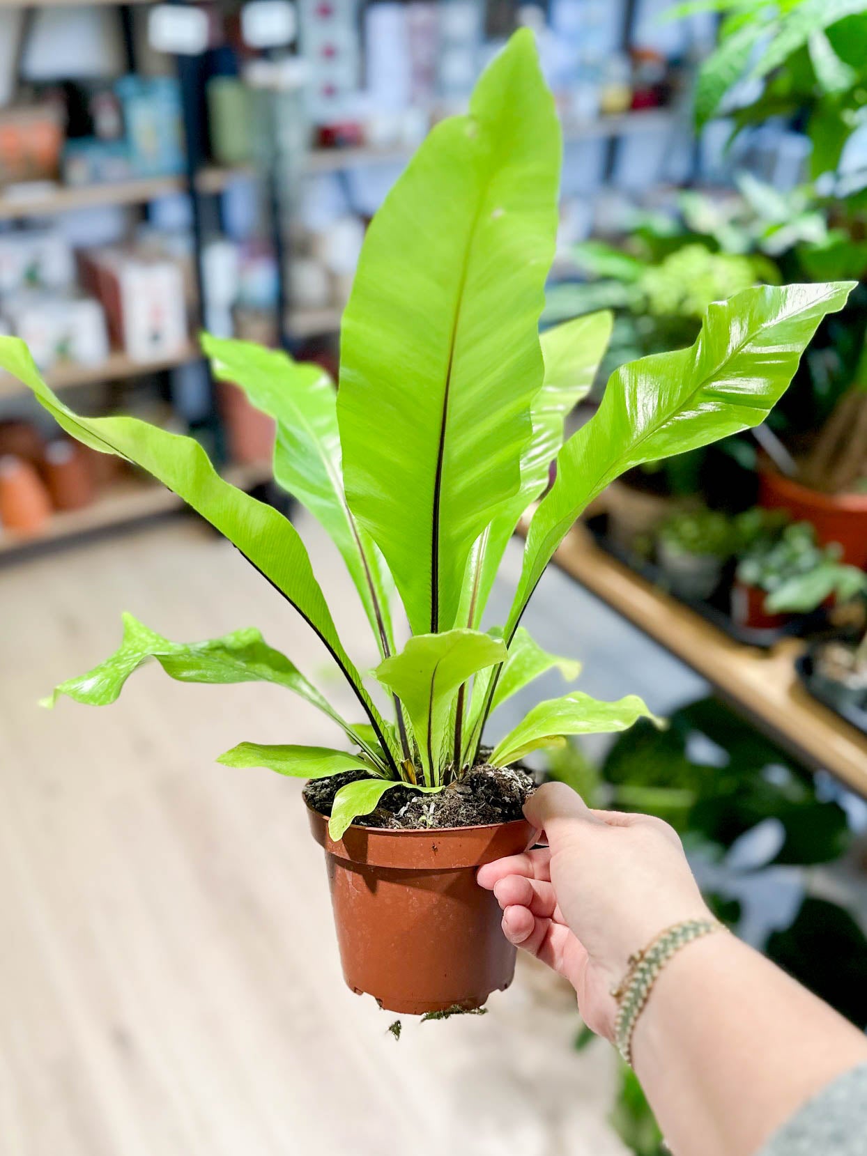 Asplenium NIDUS