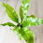 Asplenium NIDUS