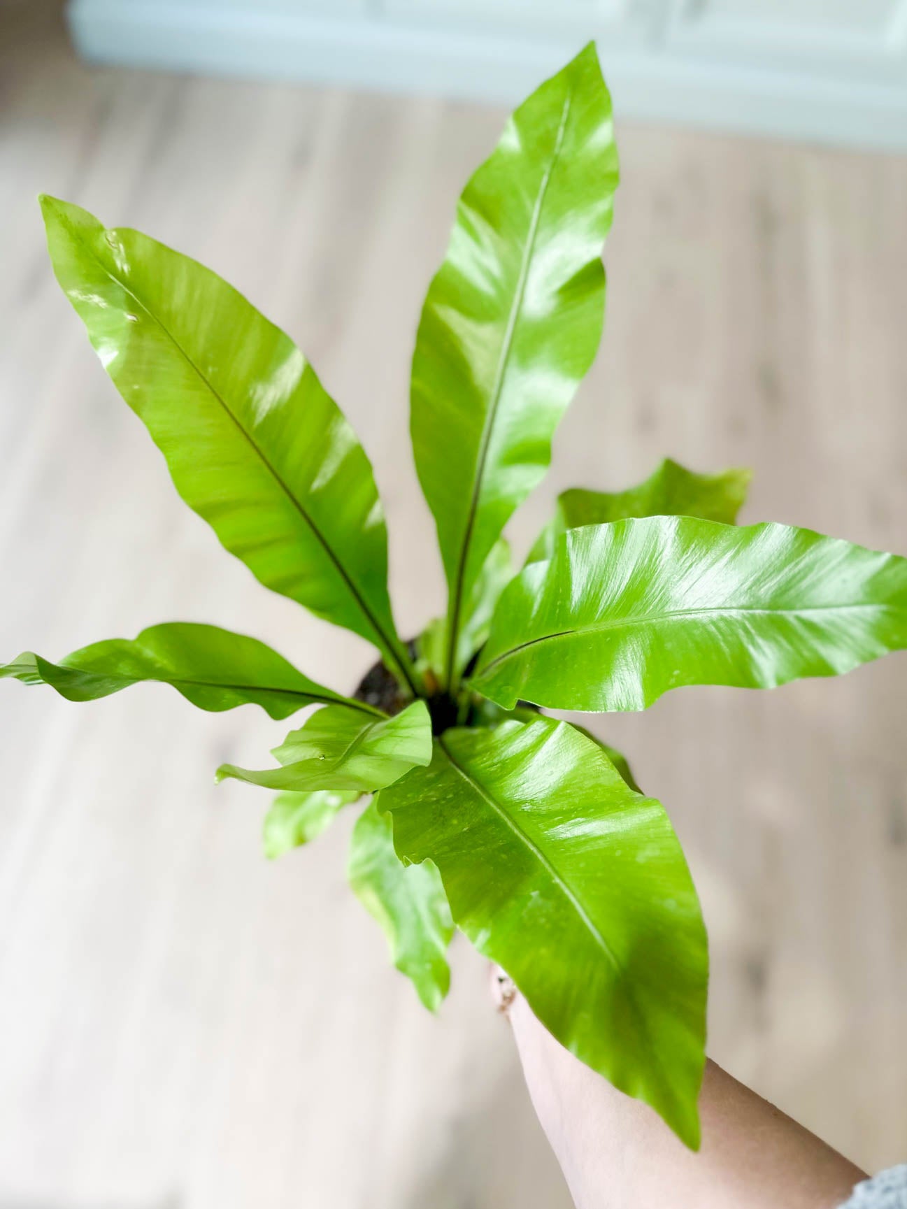 Asplenium NIDUS