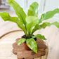 Asplenium NIDUS
