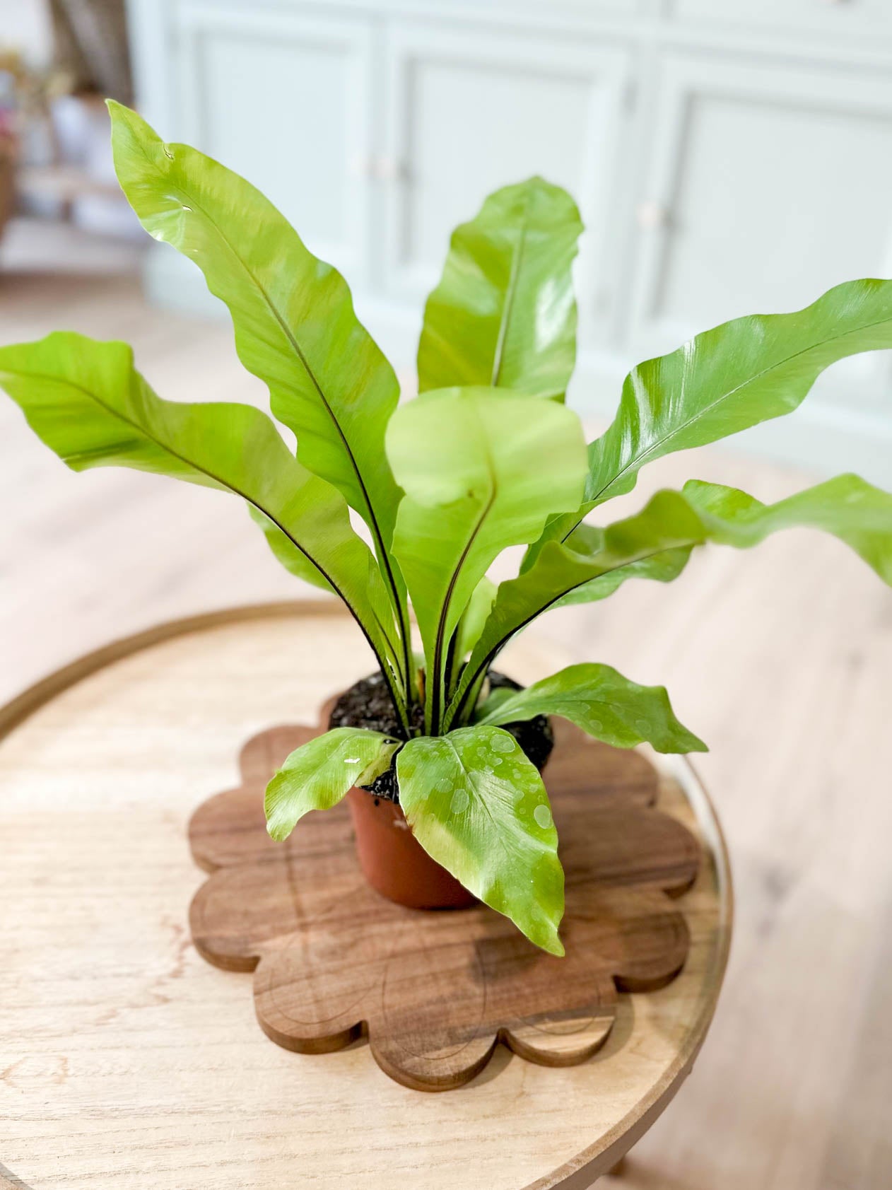 Asplenium NIDUS