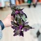 Gynura PURPLE PASSION