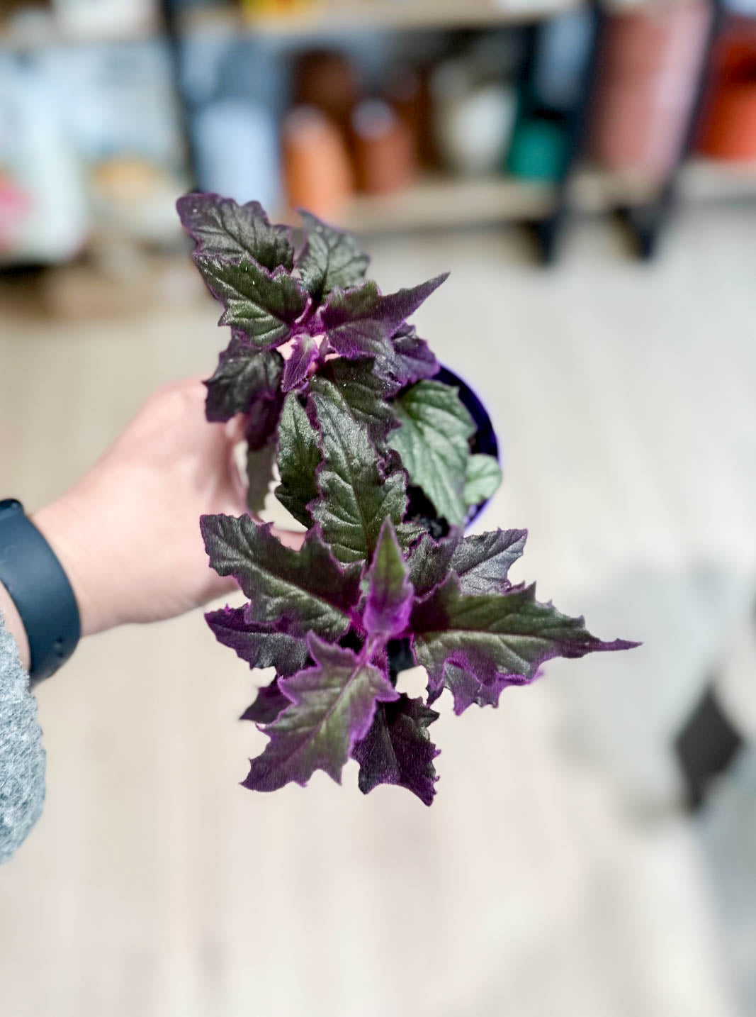 Gynura PURPLE PASSION