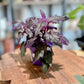Gynura PURPLE PASSION