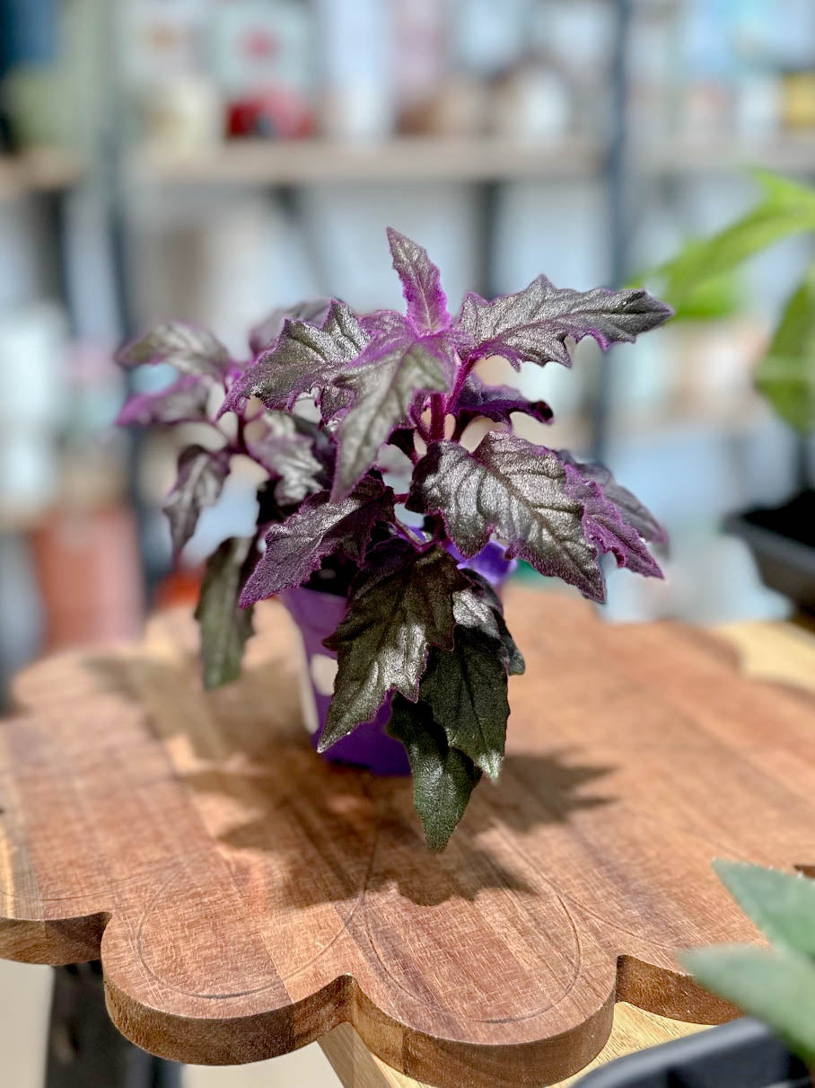Gynura PURPLE PASSION