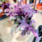 Gynura VARIEGATA