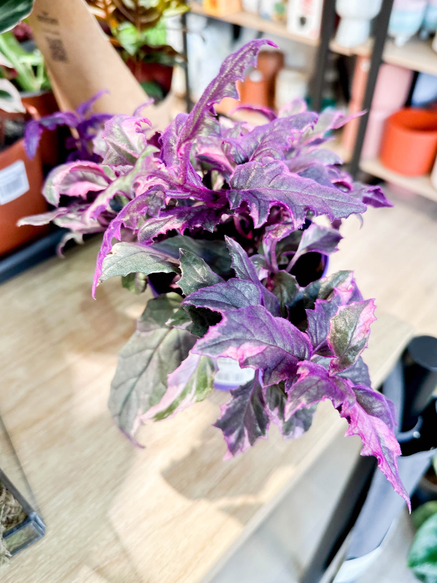 Gynura VARIEGATA