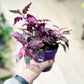 Gynura VARIEGATA