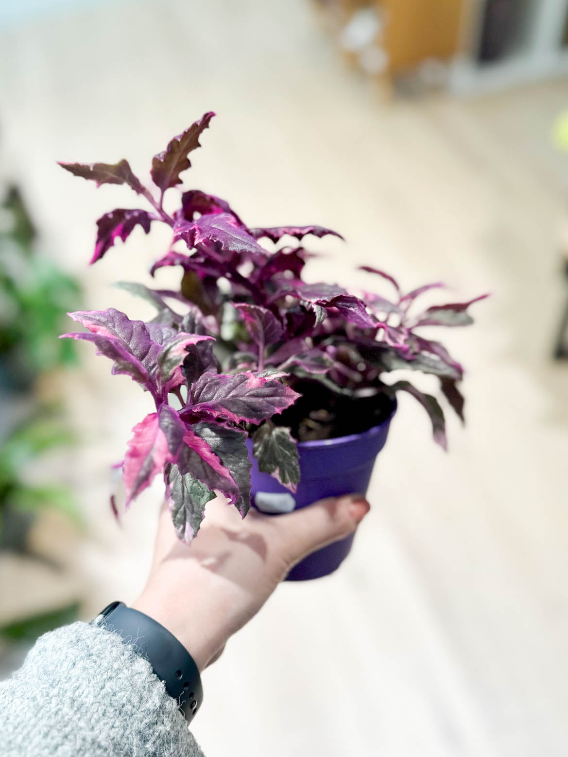 Gynura VARIEGATA