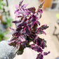 Gynura VARIEGATA
