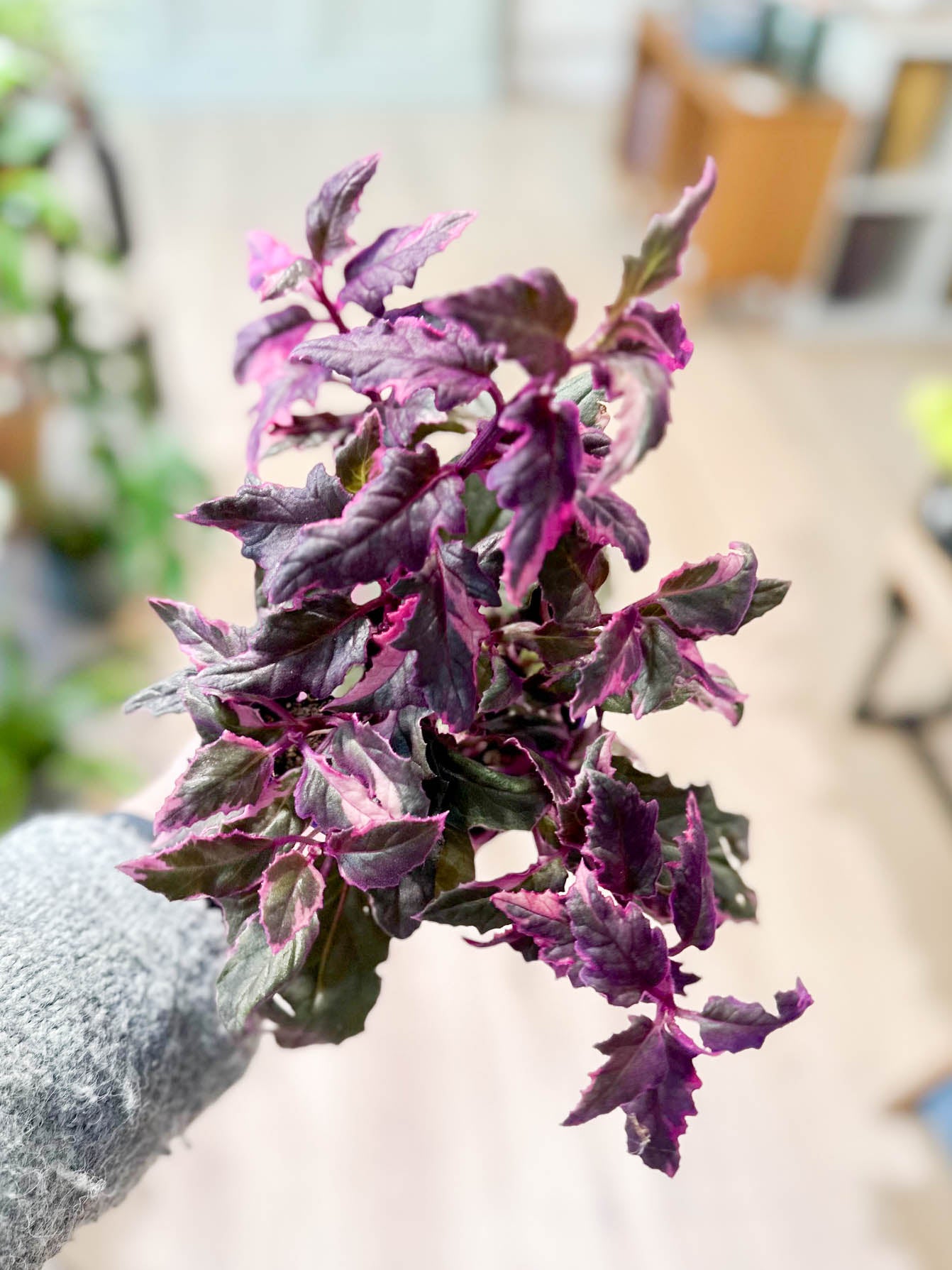 Gynura VARIEGATA